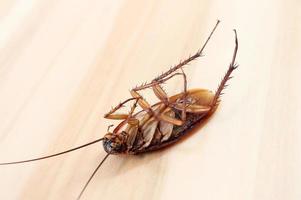 döda kackerlackor på träbord foto