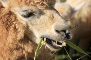 alpacka äter mat foto