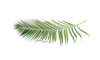 grönt tropiskt kokosnötsblad på vit bakgrund foto