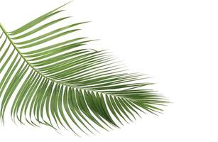frodiga palmblad foto