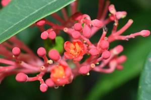 jatropha podagrica dekorativ växt med grön blad, nära upp Foto