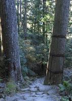 i en skog stänga till kumano nachi taisha helgedom nära kii-katsuura i japan foto