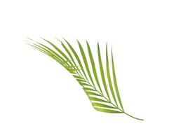 palm gren på vitt foto
