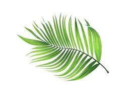 tropiskt grönt blad isolerat foto