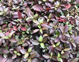 lila och gröna blad