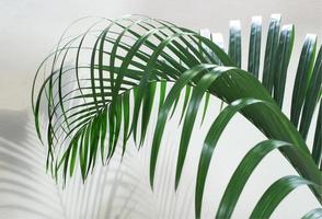 palmblad närbild foto