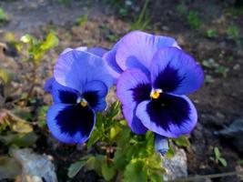 penséer. trädgård blommor. foto