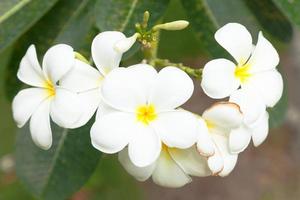 vita blommor på ett träd foto