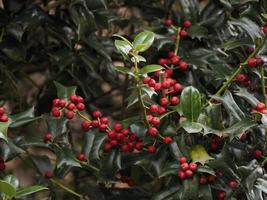 slaktarkvast eller Ruscus aculeatus växter bakgrund foto