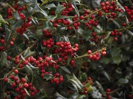 slaktarkvast eller Ruscus aculeatus växter bakgrund foto