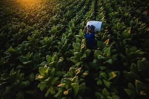 asiatisk manlig jordbrukare arbetssätt med lantbruk i de tobak plantage foto
