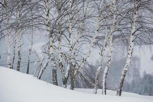 ett riklig snöfall i de rumänska karpater i de by av sirnea, brasov. verklig vinter- med snö i de Land foto