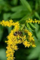 små hård arbetssätt bi sammankomst pollen under solig sommar dag. gul och svart insekt i de trädgård, på äng pollinerande. sommar tid i natur. foto