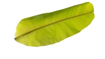 grönt bananblad på vitt