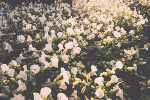 vackra buskar av vita blommor foto