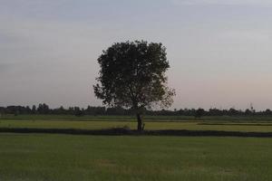 ensamt träd i ett stort fält foto