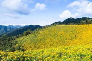 landskap i Thailand med gula blommor foto
