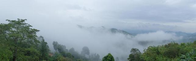 panorama av dimma täckta träd foto
