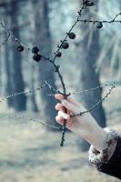 stänga upp kvinna hand innehav torkades gren med svart barrträd koner begrepp Foto