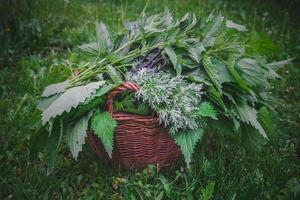 stänga upp samlar medicinsk skog örter i vävd korg begrepp Foto