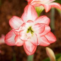 stora vita och röda blommor foto