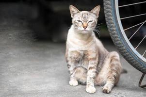 de siamese vit katt Sammanträde bredvid de tillbaka av cykel den där känsla avkopplande och ser med små öga till något. foto