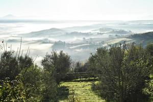 träd mot dimmiga kullar i Toscana, Italien