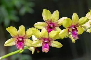 skön orkide blomma blomning på regnig säsong. dendrobium orkide foto