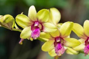 skön orkide blomma blomning på regnig säsong. dendrobium orkide foto