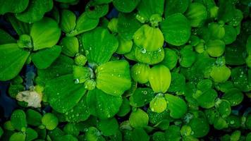 pistia stratiotes växter flytande på vatten foto
