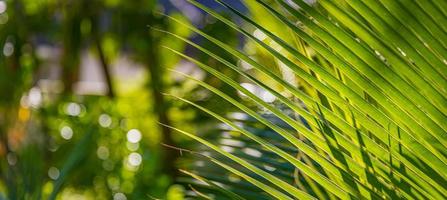 solljus över grön handflatan löv med suddig dröm bakgrund, fredlig natur miljö, djungel och tropisk vibrafon. avkopplande zen trädgård närbild, exotisk blommig växt mönster foto
