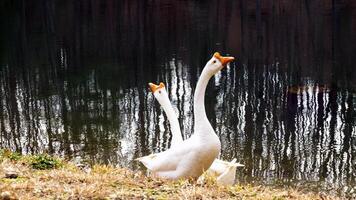 mystisk djur- värld 2 foto