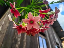 stänga upp av skön combretum indicum blomma foto