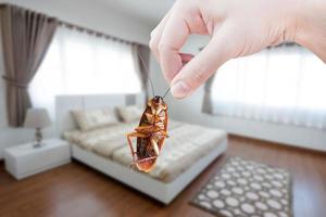 hand innehav kackerlacka på rum i hus bakgrund, eliminera kackerlacka i rum hus, kackerlackor som transportörer av sjukdom foto