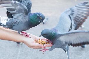 duva äter från kvinna hand på de parkera, mata duvor i de parkera på de dag tid foto