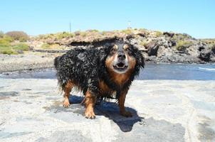 hund på stranden foto