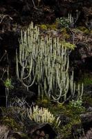 växande grön kaktus foto