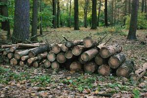 avskogning, förstörelse skog clearing. skära ner träd i stad parkera. fällda timmer i högen. ekologi begrepp. global miljö- frågor. rädda natur, spara planet. hackad trä och loggar staplade foto