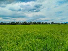 panorama- se av grön ris fält och skön blå himmel i Indonesien. foto