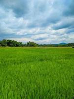 panorama- se av grön ris fält och skön blå himmel i Indonesien. foto