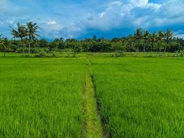 panorama- se av grön ris fält och skön blå himmel i Indonesien. foto