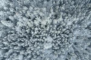 antenn se av skog täckt virt snö foto