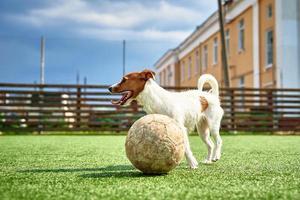 hund spela fotboll på de fält foto