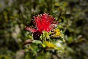 röd pulverpuff Calliandra blomma blooms foto