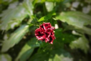 Kina reste sig, kinesisk hibiskus blomma foto