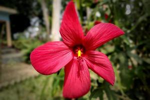 röd Kina reste sig, kinesisk hibiskus blomma foto