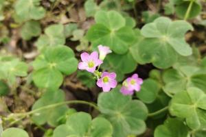 djungel blomma i full blomma stänga foto