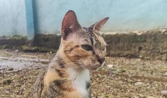 porträtt av en tricolor kvinna katt foto