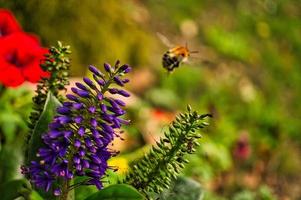 en humla tar av från en fjäril lila blomma. de humla är samlar nektar foto