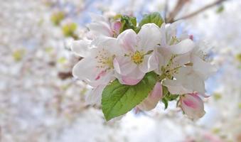 äpple träd i blomma, vår blomma foto